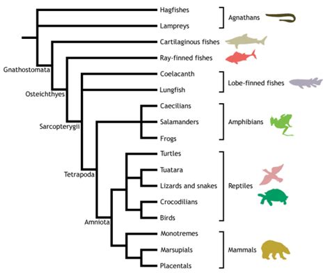 are fish reptiles|Evolution of Vertebrates .